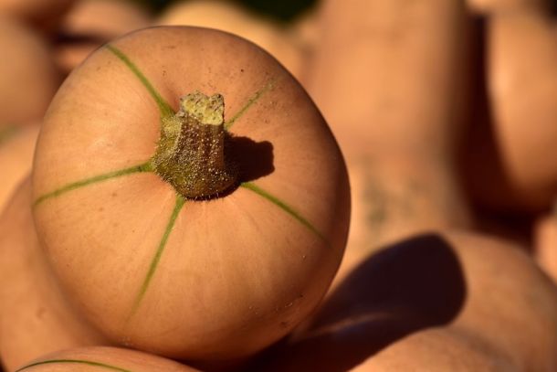 butternut