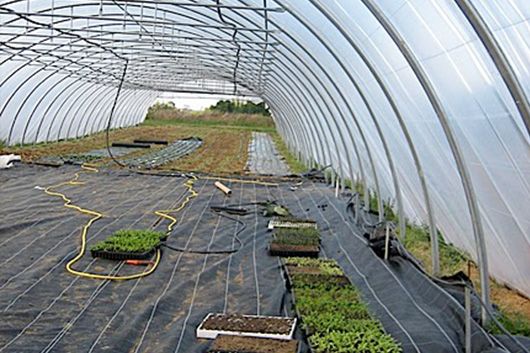 Serre de la GAEC Aux légumes de bouche