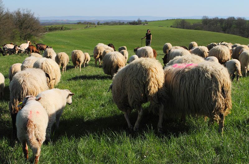 troupeau gaec l'attraction terrestre