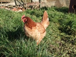 Ferme du Grillet