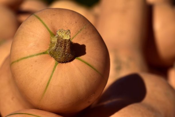 butternut